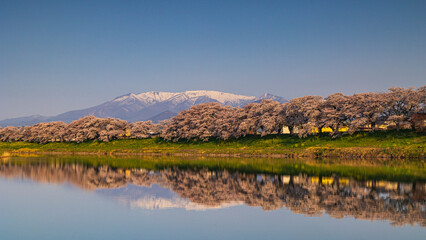 Shiroishi River Bank Hitome Senbonzakura / reflection / Japan / cherry blossoms