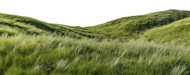 PNG Wild grass hills landscape nature vegetation