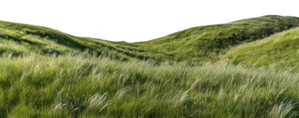 PNG Wild grass hills landscape nature vegetation
