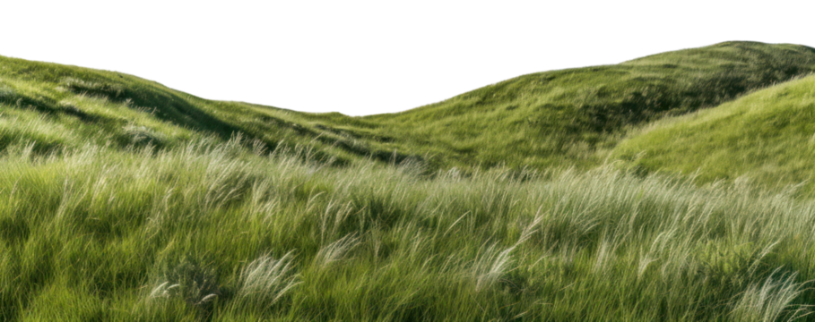 PNG Wild grass hills landscape nature vegetation