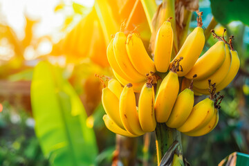 Obraz premium Bunch of fresh bananas hanging on a tree in banana garden.