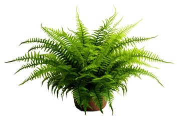 PNG Boston fern plant houseplant freshness.