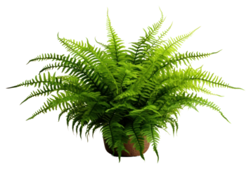 PNG Boston fern plant houseplant freshness.