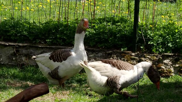 Pomeranian Goose family on meadow in 4K VIDEO. Free range waterfowl (Anser Anser domesticus) on organic farm, freely running and grazing on green grass in garden. Animal rights, back to nature concept