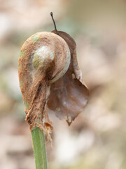Last autumn, this spring. Brown autumn leaf clinging to unfurling fern in spring. Nature UK.