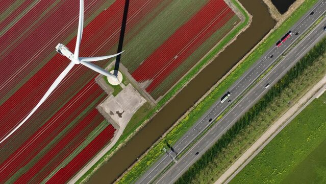 Field with tulips and wind turbines. A wind generator in a field in the Netherlands. Green energy production. Landscape with flowers at the day time. Video for background. 