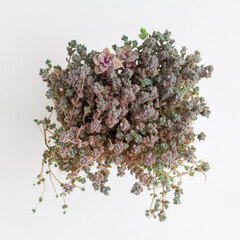 Houseplant succulent Sedum Dasyphyllum Minor houseplant on white background