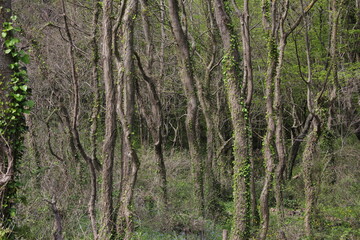 Trees in relict forest 