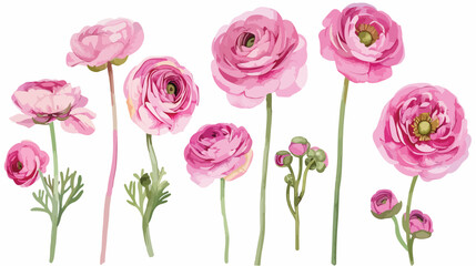 Ranunculus flower vector watercolor paint ilustration