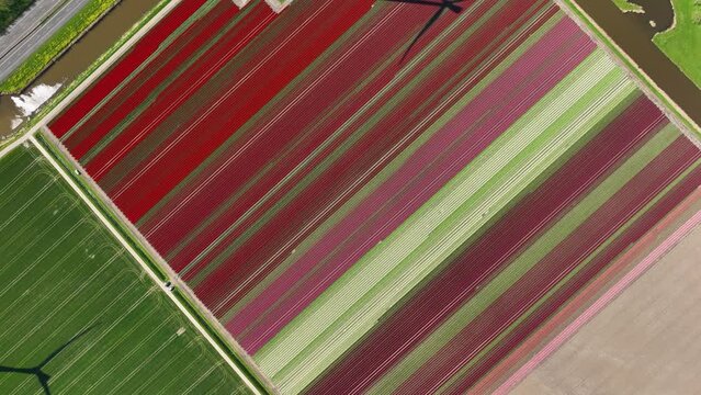 Drone view of a field of tulips. Landscape from the air in the Netherlands. Rows on the field. View from above. Agriculture and growing plants. Natural background.
