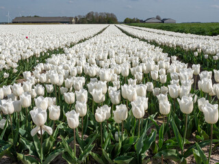 White Tulip Fields in Dutch Flower Bulb Region