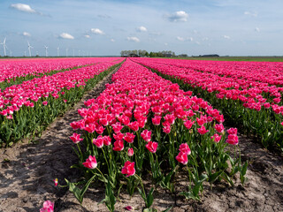 Pink Paradise: Aerial Shot of Tulip-Adorned Flower Bulb Fields in the Netherlands