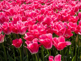 Pink Paradise: Tulip-Adorned Flower Bulb Fields in the Netherlands