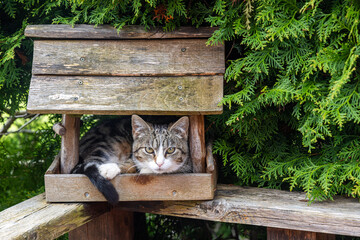 Katze im Vogelhaus versteckt