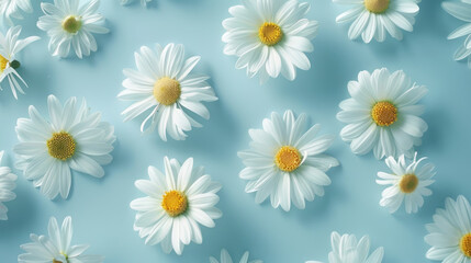 White Daisy Flowers On Blue Background. Fresh And Clean Floral Pattern. Purity Of Nature.