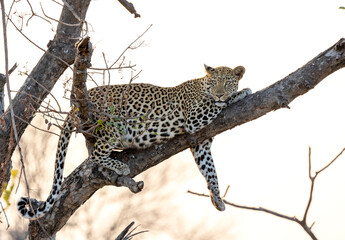 Leopard resting in a tree