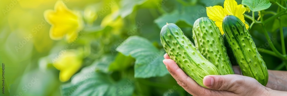 Poster freshly picked cucumber held in hand, assorted cucumbers on blurred background with copy space