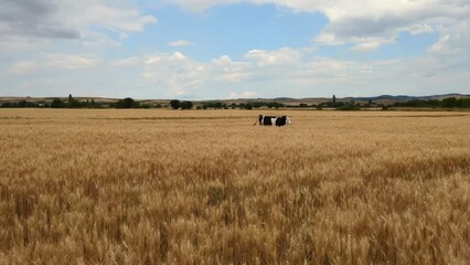 Cattle roam freely across lush pastures, embodying sustainable farming practices that yield high-quality beef and dairy products.
