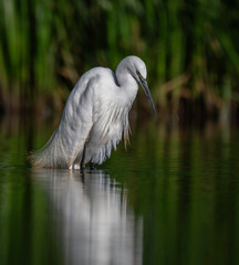 egret fishing 1