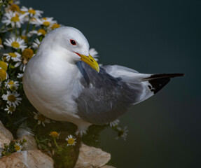 kittiwake on ledge