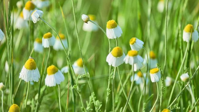 Anthemis arvensis (Field, Corn, Common or Scentless chamomile, Mayweed) is species of flowering plant in genus Anthemis, in aster family.