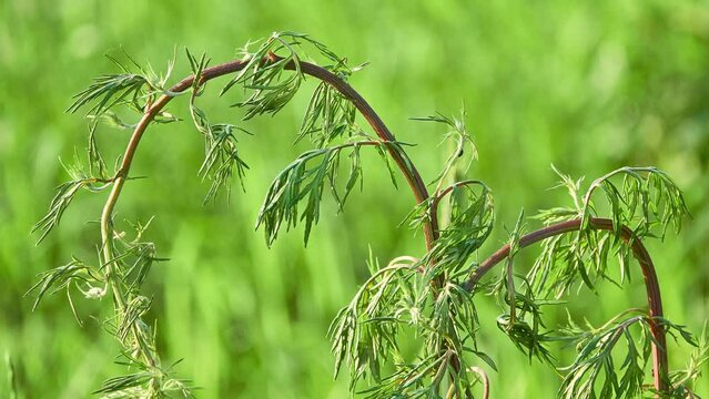 Artemisia vulgaris, called or common mugwort, in Asteraceae. Riverside or wild wormwood, felon herb, chrysanthemum weed, old Uncle Henry, sailor's tobacco, naughty or old man, or St. John's plant.