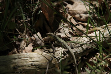 lizard on the tree