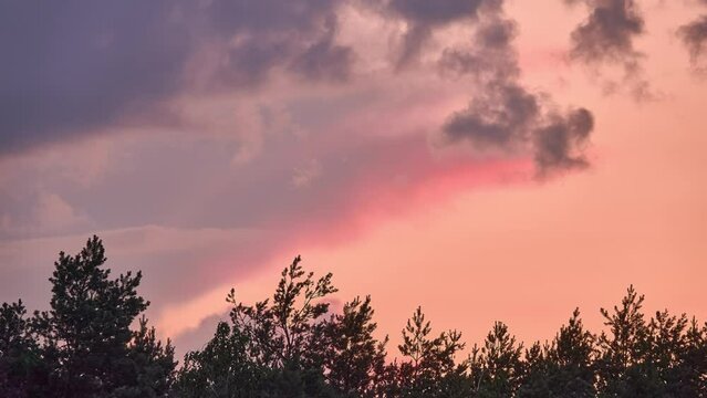 Beautiful clouds quickly swim around sky. Bright pink sky illuminated by setting sun. Tops of green trees.