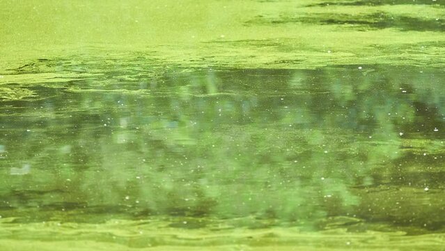 Green duckweed on the surface of the old bog. Summer weather.