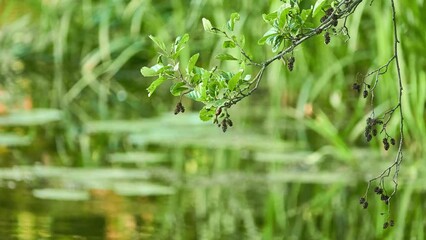Alnus glutinosa, common, black, European black or just alder, is species of tree in family Betulaceae, native to most of Europe, southwest Asia and northern Africa.