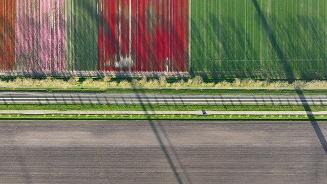 Drone view of a road in the middle of a field. Landscape from a drone. Road and transport. Car traffic. A field with rows of flowers. Rows on the field. View from above. Agriculture and growing plants