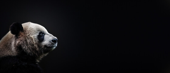 This image shows a Giant Panda looking upwards with an expression that appears hopeful against a black background