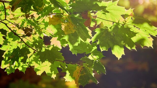 Acer platanoides (Aieresse, Plane, Norway Maple variety, Norway or Great Maple) is a species of maple native to eastern and central Europe and western Asia, from Spain east to Russia.