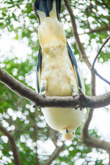 木の上から下をのぞく白い鳩