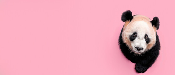 A curious panda bear gazes upward, the pink background emphasizes its inquisitive and whimsical...