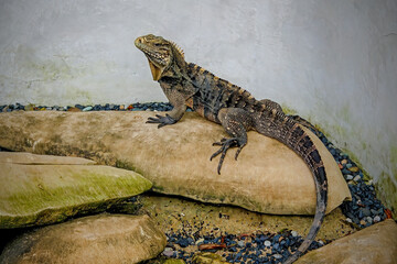 lizard on a rock