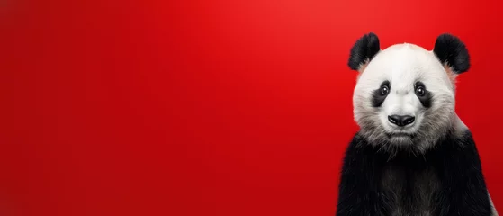 Foto op Aluminium A powerful portrait of a panda with a captivating gaze set against a vibrant red background that evokes emotions and grabs viewer's attention © Fxquadro