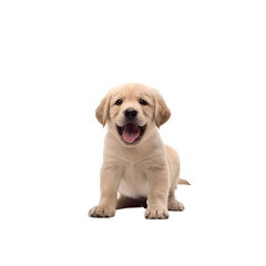 Joyful Pup: Beautiful Puppy Frolicking in Playful Delight isolated on transparent background