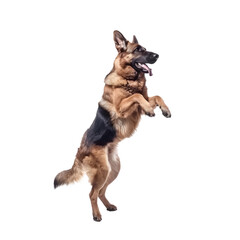 Playful Companion: Adult Dog Enjoying a Game of Ball, Isolated on Transparent Background