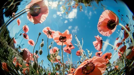 Gordijnen Fisheye photo of poppy seeds flowers, field of blossom buds of poppy seeds, red and green colors and blue cloudy sky. Distortions of angle and view © Aleksandr_Konkov