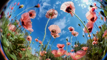 Raamstickers Fisheye photo of poppy seeds flowers, field of blossom buds of poppy seeds, red and green colors and blue cloudy sky. Distortions of angle and view © Aleksandr_Konkov