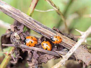 A closeup of three seven spotted ladybirds aka ladybugs (Coccinellidae) in a hedge. UK. - 786348895