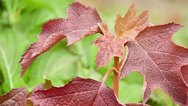 Hydrangea quercifolia, commonly known as oakleaf hydrangea or oak-leaved hydrangea, is flowering plant in family Hydrangeaceae.