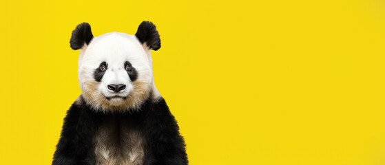 A direct stare from a panda, fully captured with its unique expressions set against a yellow...