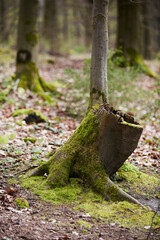Bilsteintal in Warstein, Kreis Soest, Landkreis Soest, Deutschland, Europa, April 2024