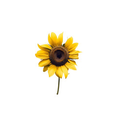 Proud Bloom: Beautiful Sunflower Standing Tall and Proud, Isolated on Transparent Background