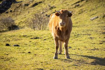 cow in freedom on sunny winter day in León province, Spain