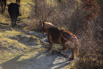wild horse walking freely through the mountains of León, Spain