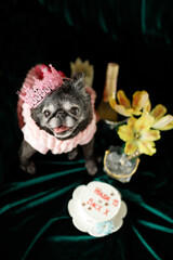 small purebred dog in costume with crown is celebrate  happy birthday with cake and flowers