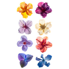 Vivid Blossoms: Set of Different Colorful Flowers Isolated on Transparent Background